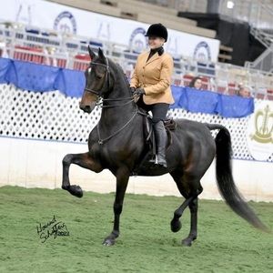 Meet your Posher, Phyllis